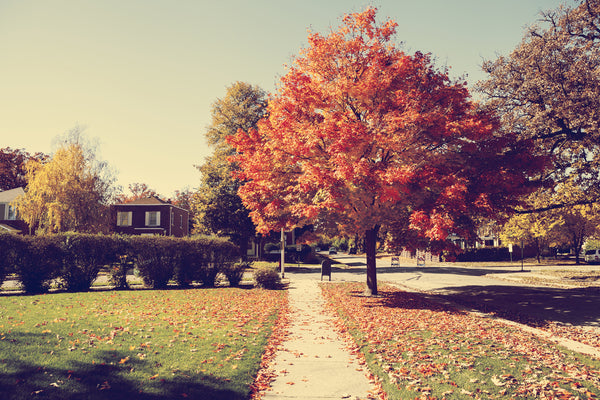 The Shadier Side of Your Landscaping Trees – Asphalt Materials